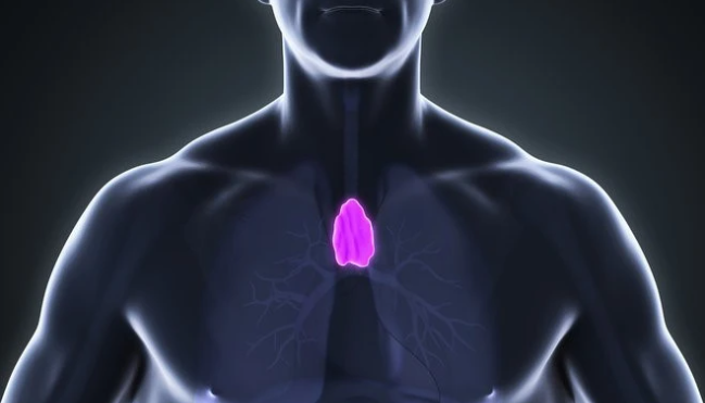 胸腺瘤的位置图图片