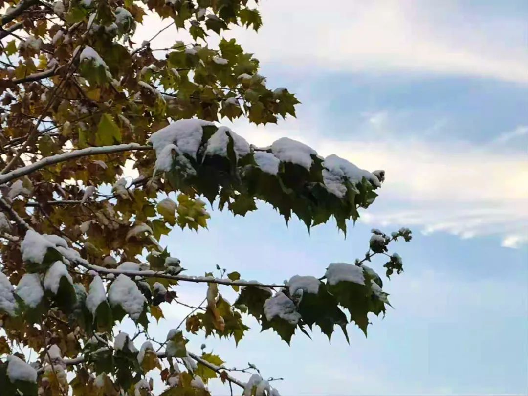 驚豔南京工業大學2020年第一場冬雪