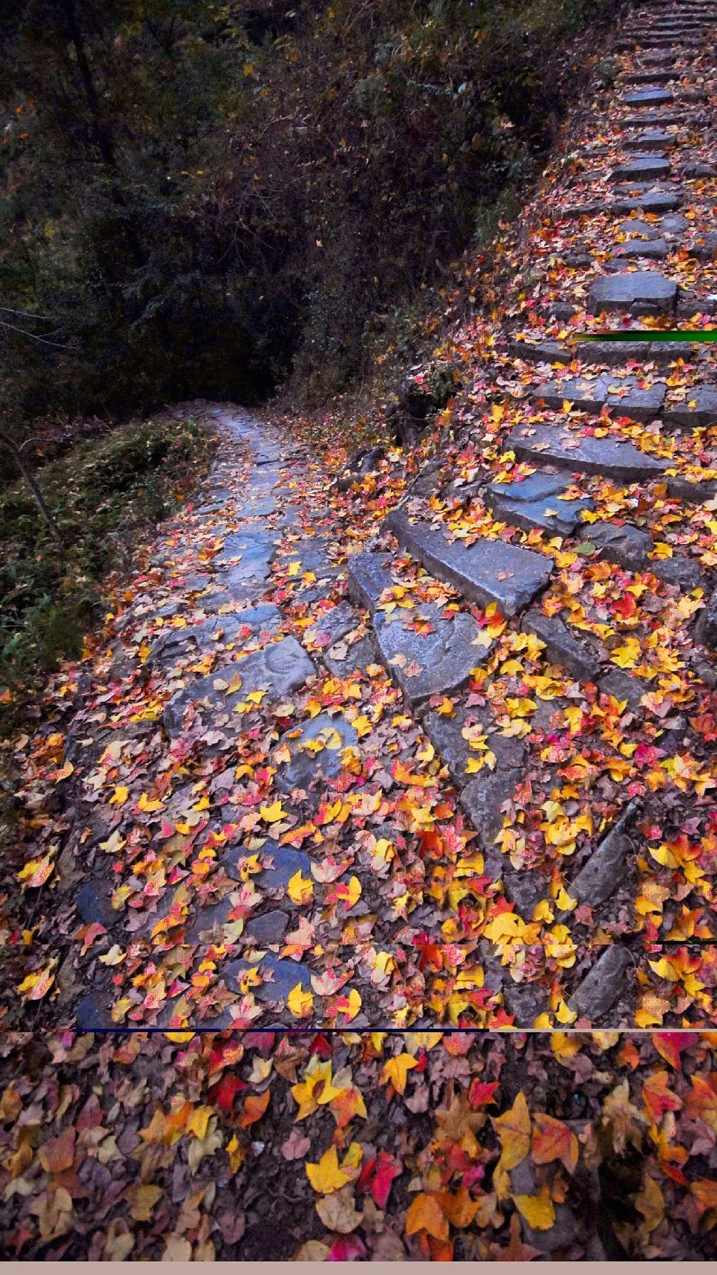全国最美红枫古道在文成现在正值最佳观赏期