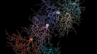 从经验到理论、从数据到网络——脑科学研究的四次范式转移