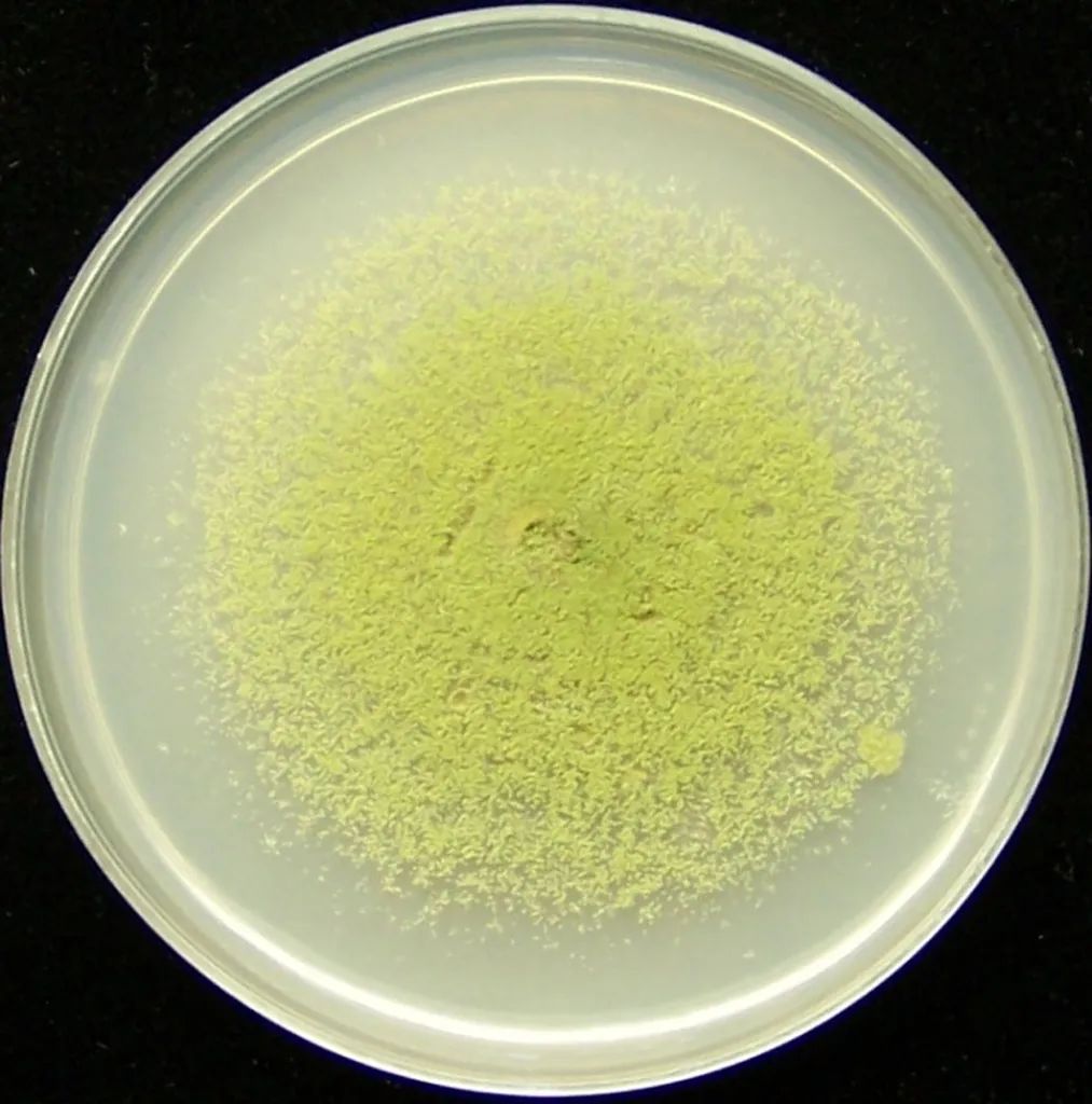 接种到培养基上之后,黄曲霉会在几天之内长成一个边缘白色,中心黄色的