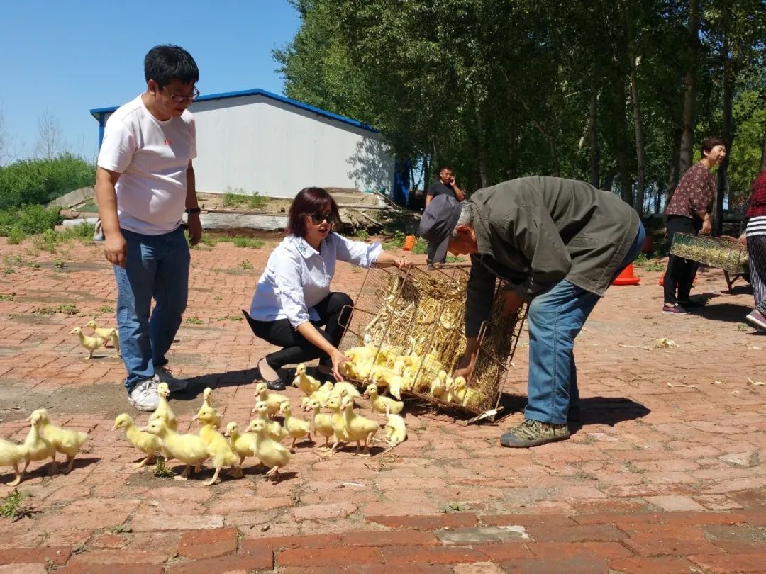 鹅致富养殖_养鹅的效益_养鹅致富经