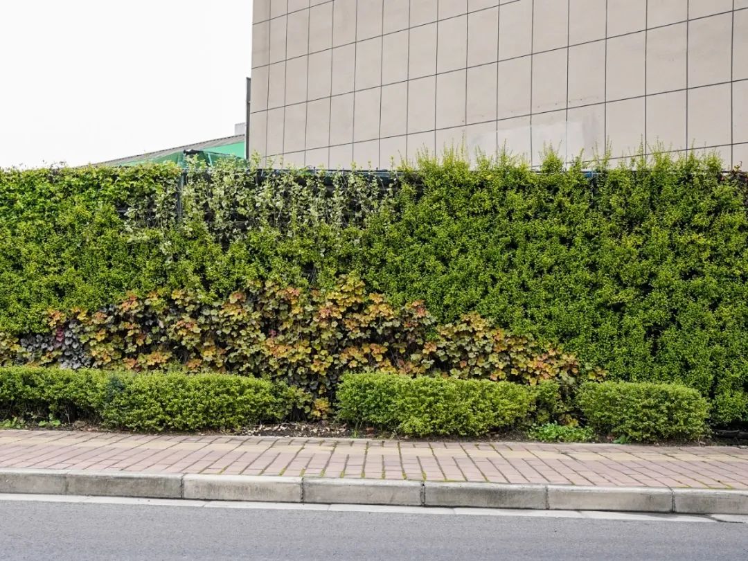 家门口的围墙美到总被夸是一种怎样的体验