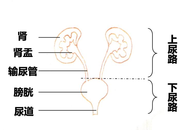 前尿道与后尿道分界图图片