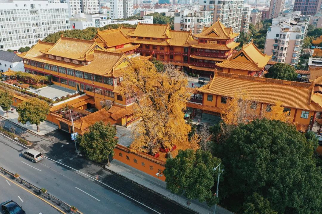 秀木参天满目娆落黄漫舞万千娇二严寺600多年的雌雄古银杏看了就移不