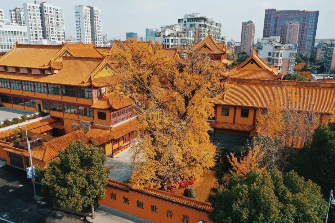 "秀木参天满目娆,落黄漫舞万千娇"二严寺600多年的雌雄古银杏,看了就