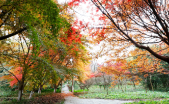 「美景」东平国家森林公园迎来最佳赏叶季，错过还要等一年