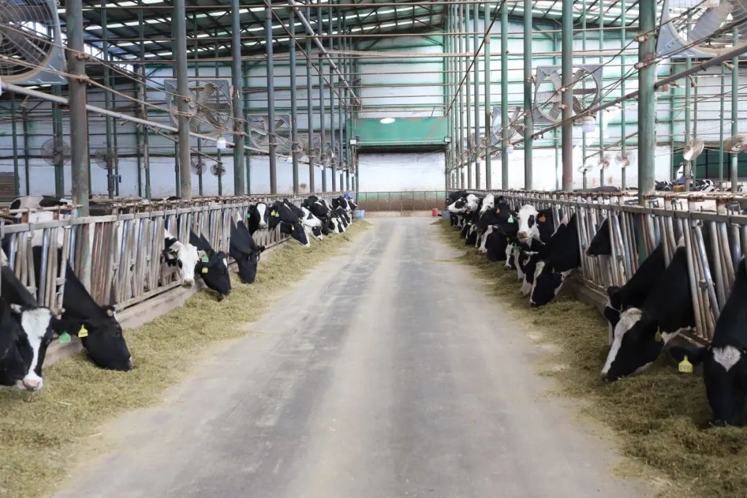 一走进突泉县天兴奶牛养殖有限公司,宽阔的厂房,行驶的车辆,忙碌的