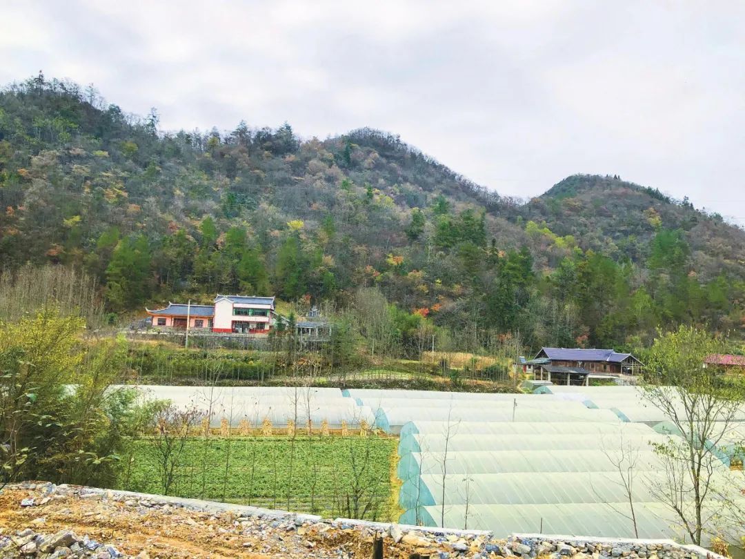 人民日报报道五峰这个村