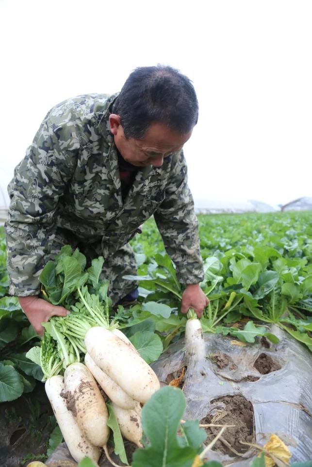 建设萝卜600年的青山美味知否