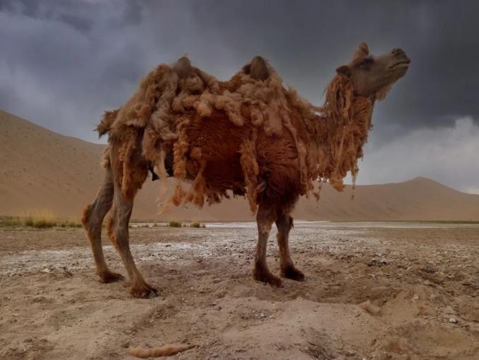 阿拉善的骆驼
