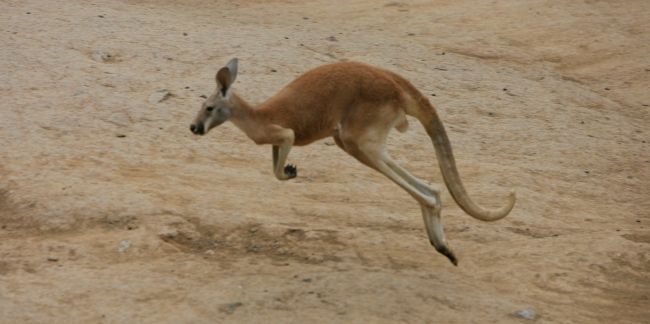 红大袋鼠:多亏了育儿袋,轻松带娃出门,旋转跳跃不停歇!