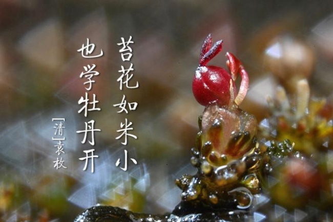 这草好强卵石上扎根湍流中生长