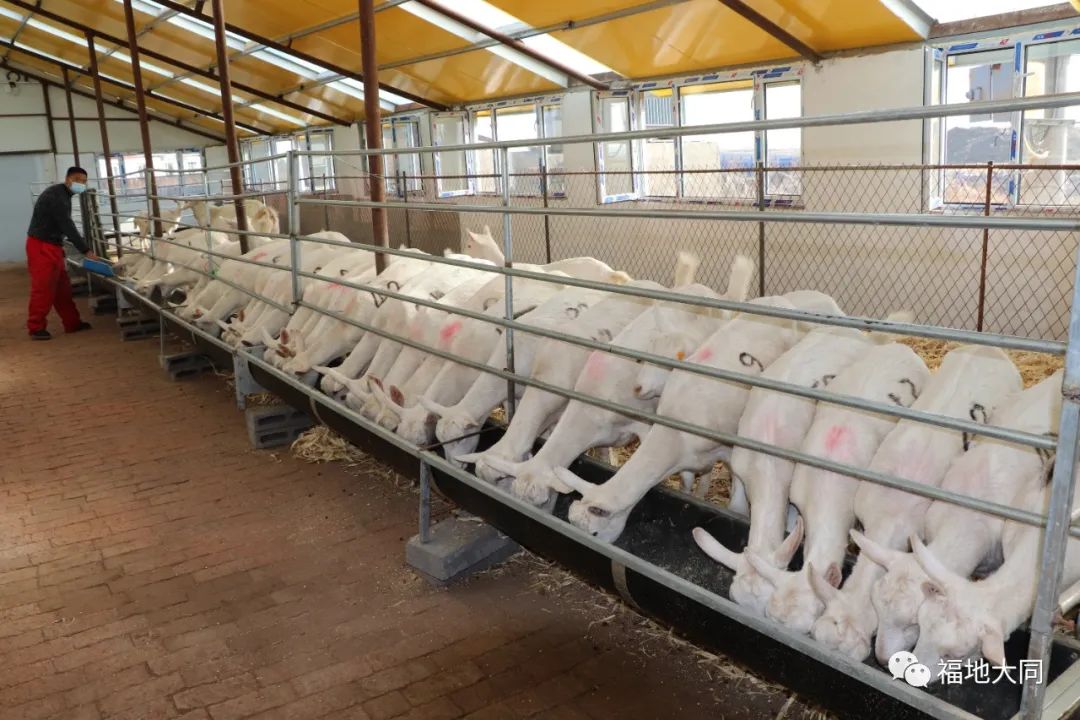 【乡村振兴】双榆树乡:奶山羊存栏量突破1000只_媒体