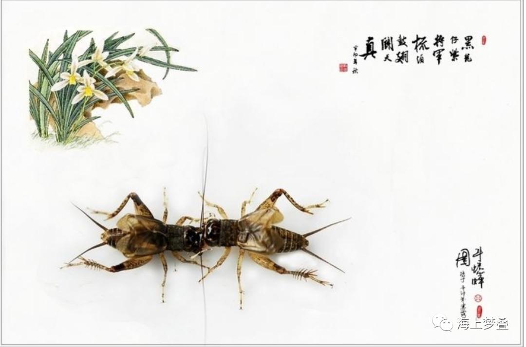 跑马黄十