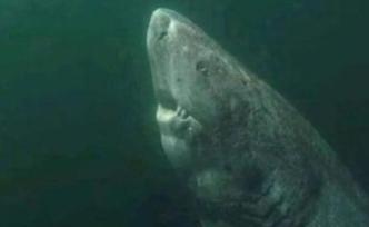 400岁的格陵兰鲨鱼走红网络，只有北极蛤寿命能超过它