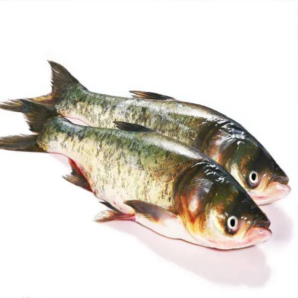 绵阳盐亭"莲花湖鲢鱼"成功注册国家地理标志证明商标