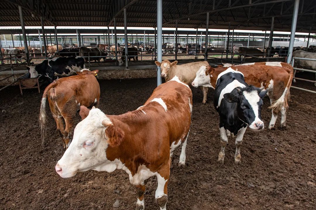 巨鹿这个村在省摄影展大放异彩