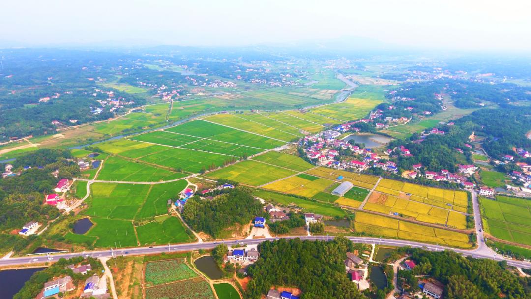 路口镇作为长沙粮食生产核心区,高产示范片区,水稻种业产业优势独厚