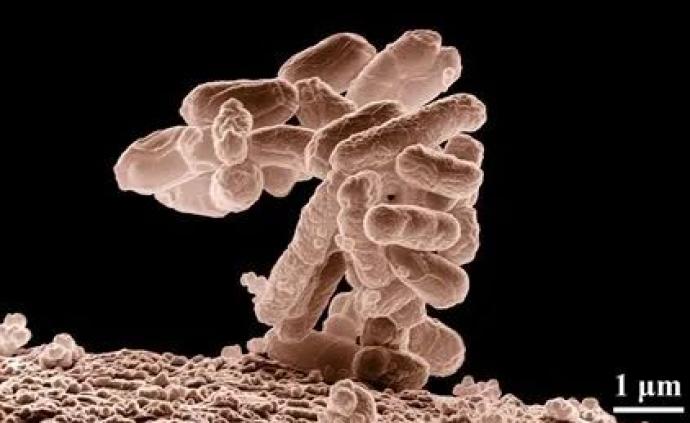 脑洞：吃一勺大肠杆菌会怎么样？