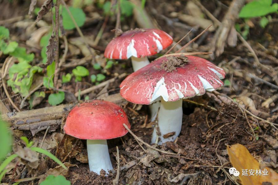(革菌科,枝瑚菌属)冷杉枝瑚菌ramaria abietina(光柄菇科,光柄菇属)光