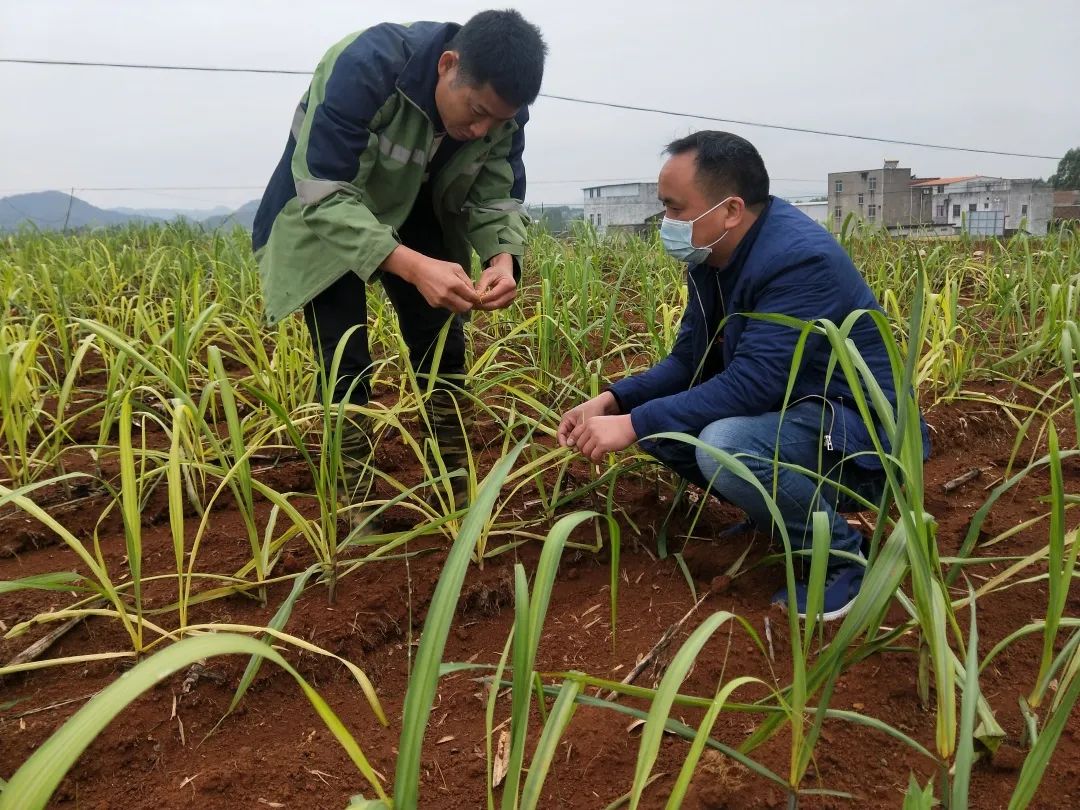 思灵镇:加强甘蔗科学生产管理应对霜冻季节