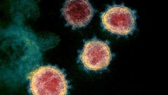 《科学》热议：新冠病毒的遗传物质会插进人的基因组