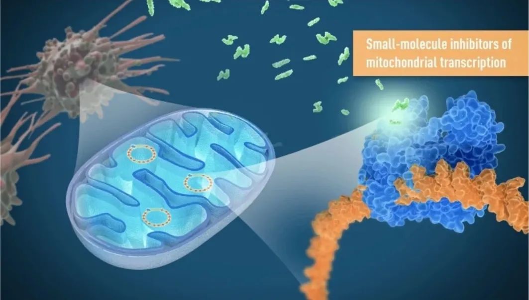 癌症治療新思路抑制線粒體dna轉錄切斷癌細胞能量供應
