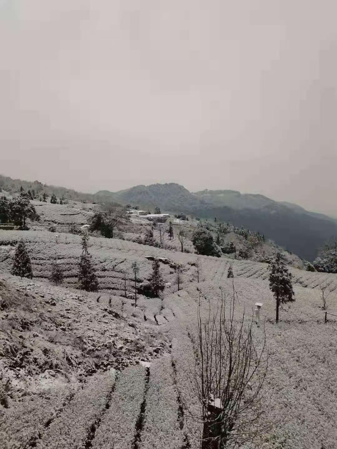 宜宾天宫山下雪图片