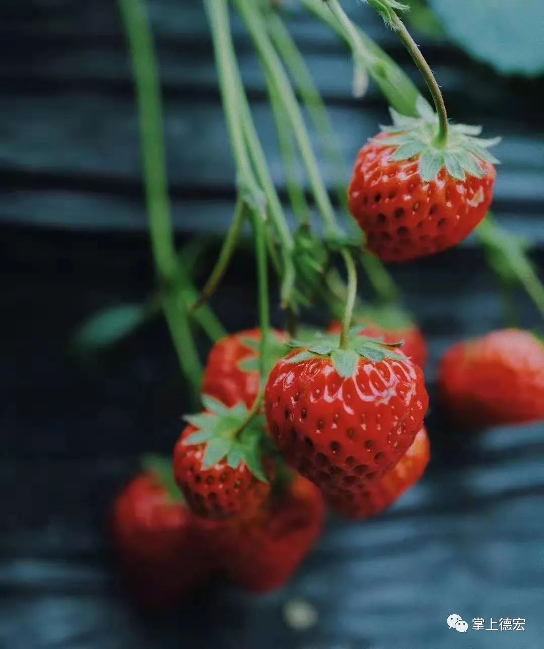 莓好时光的周末一起摘草莓吧