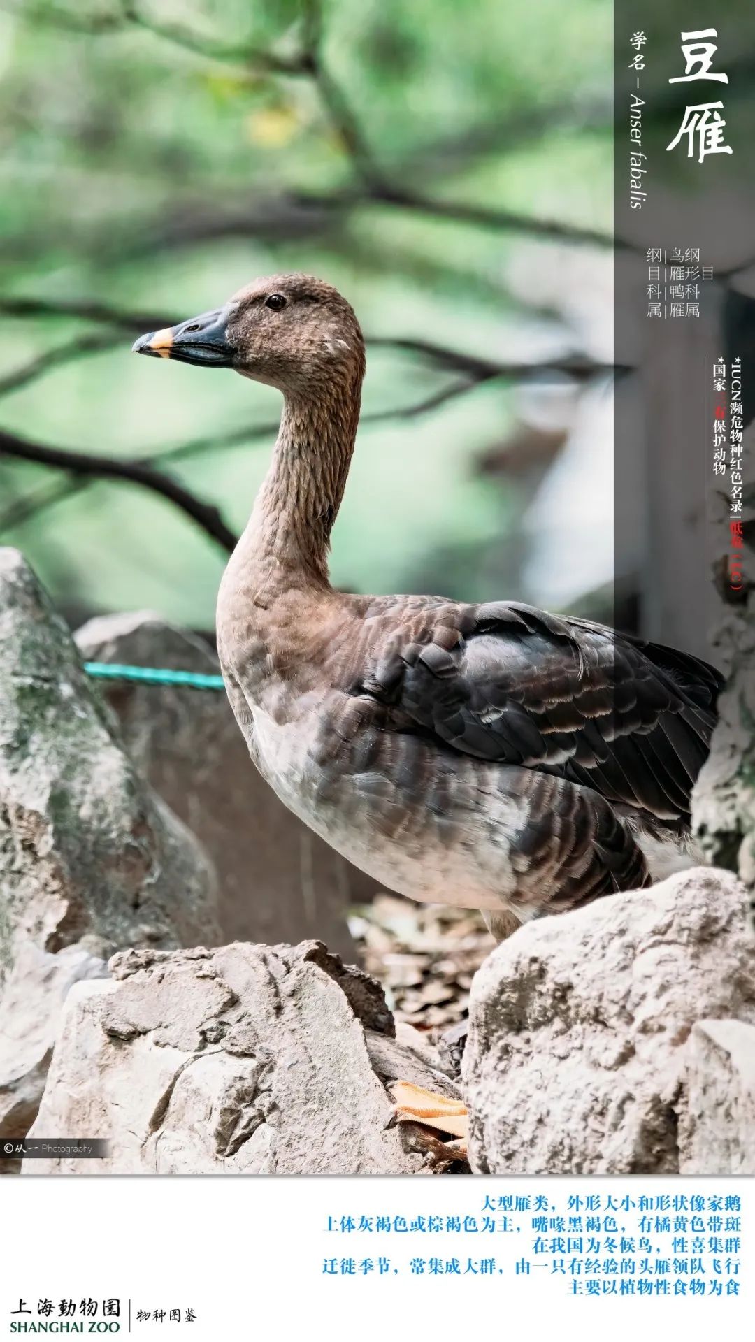 看鸭解压称霸上海动物园天鹅湖的鸭子家族来了