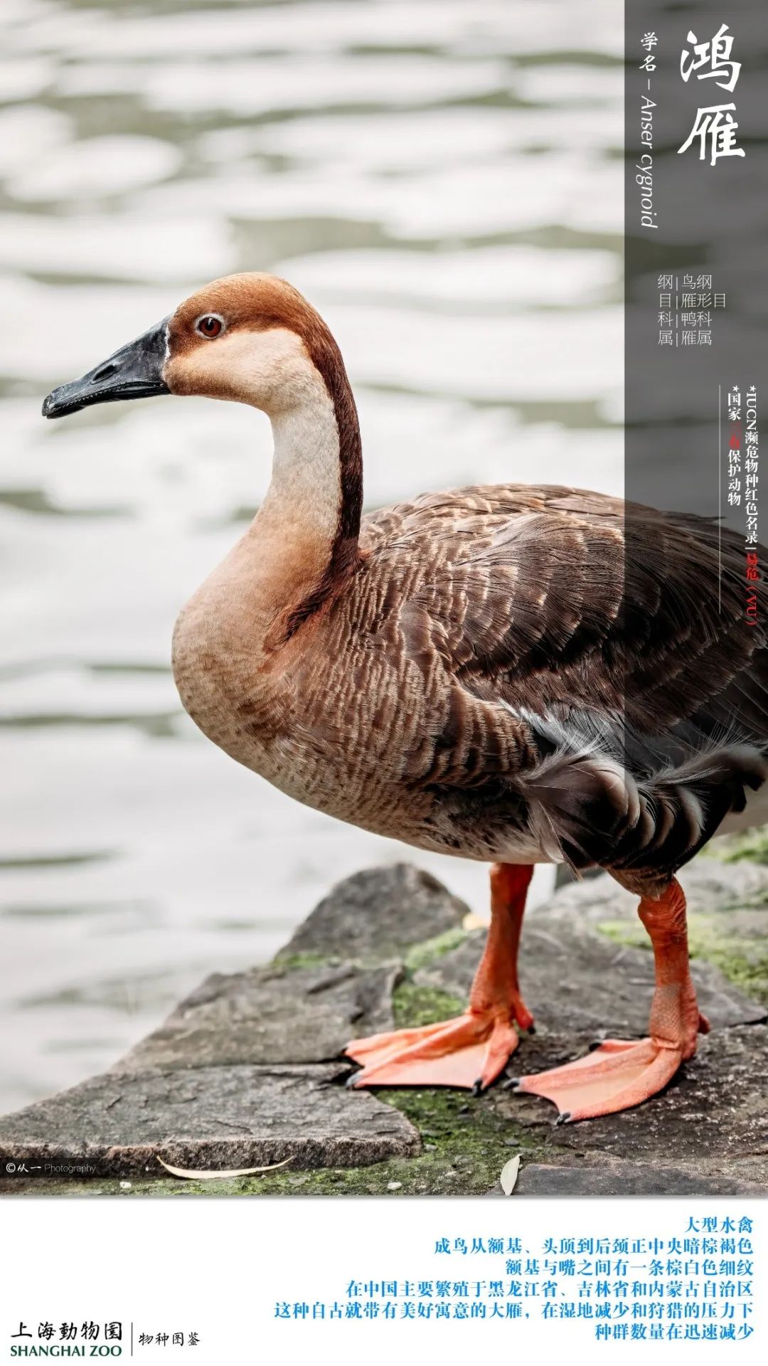 看鸭解压称霸上海动物园天鹅湖的鸭子家族来了