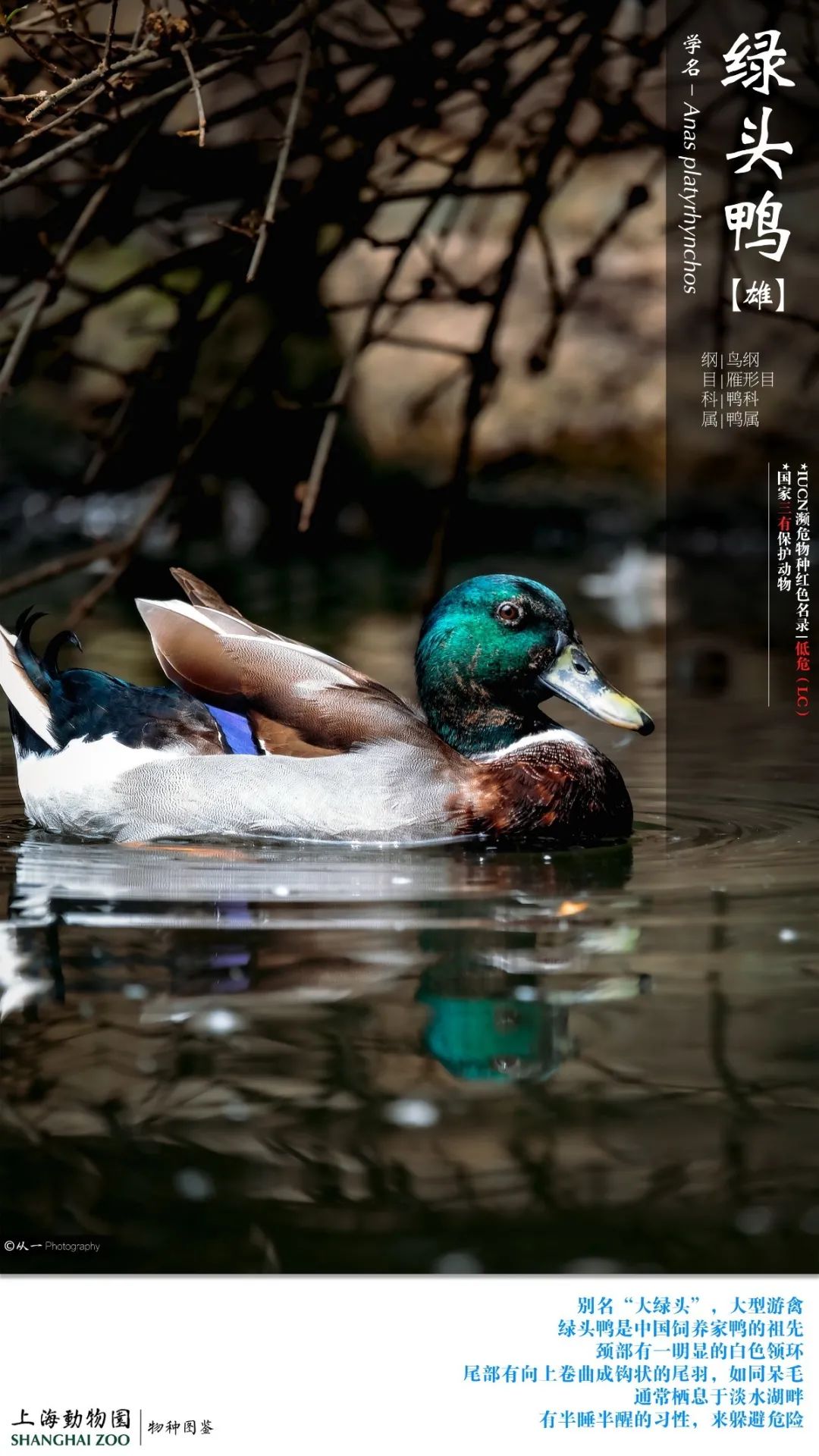 看鴨解壓稱霸上海動物園天鵝湖的鴨子家族來了