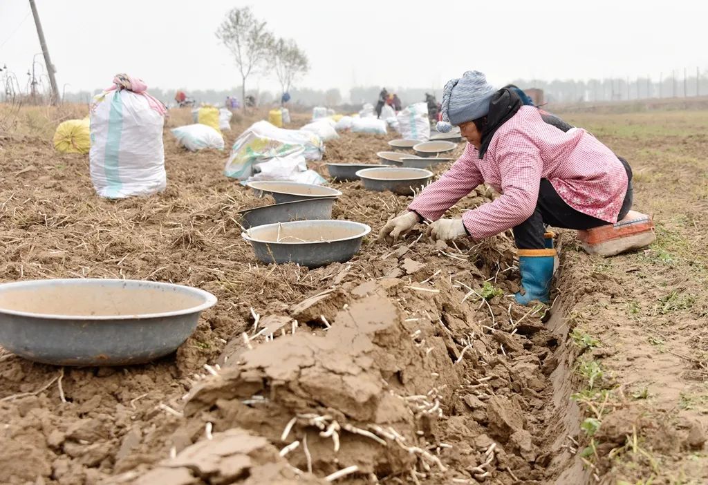 图说孟津银条地里出金条