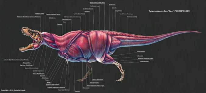 鳄鱼身体结构名称图片