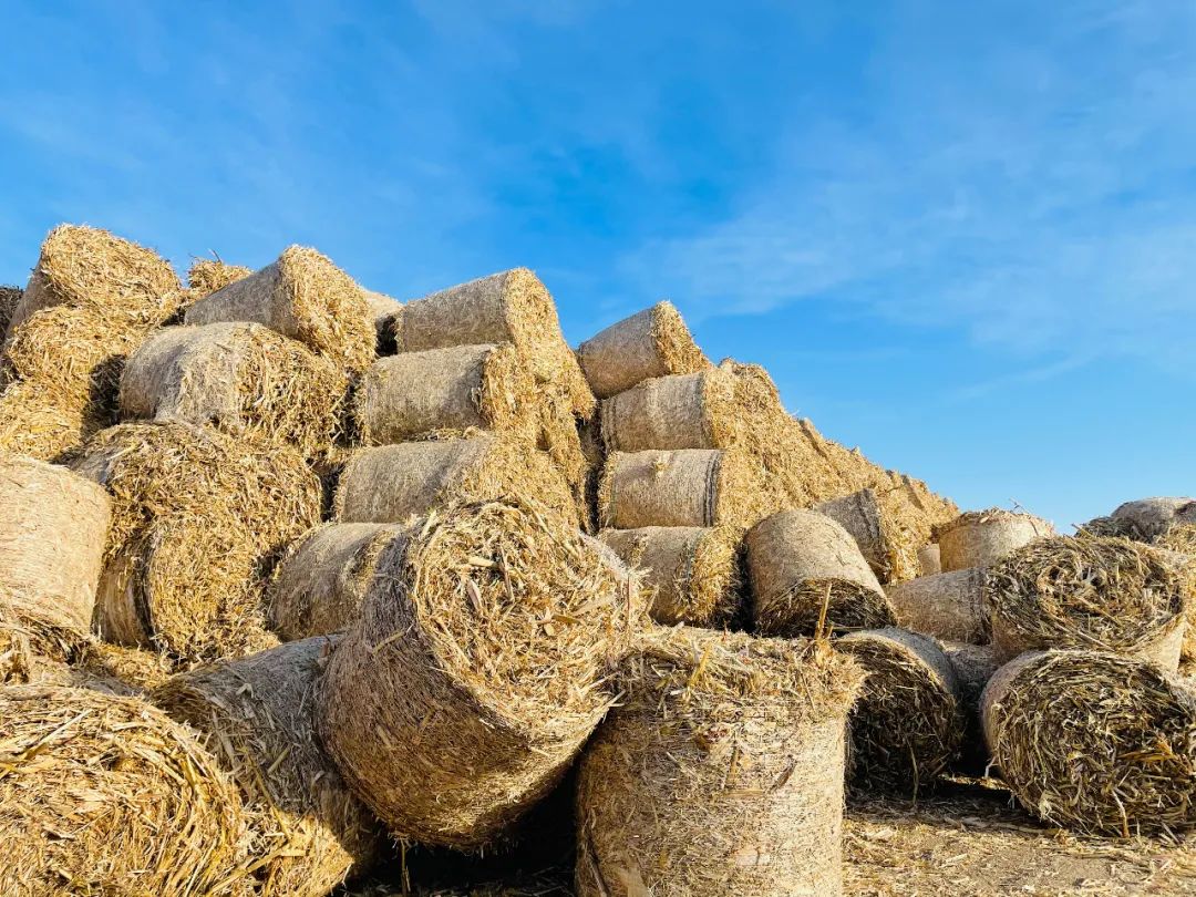 讷河市同义镇推进秸秆综合利用变废为宝