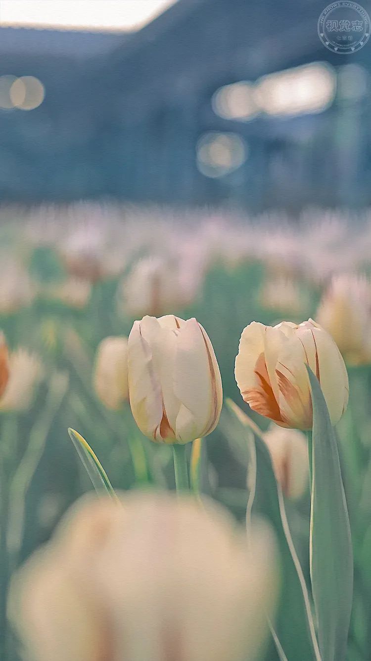 七言新鲜感总会过去