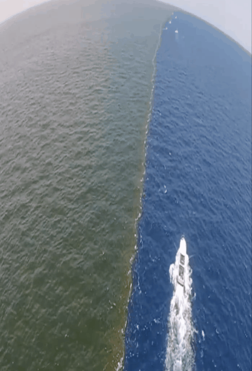 太平洋和大西洋的海水分界线充当"管家",负责清理蜂巢!