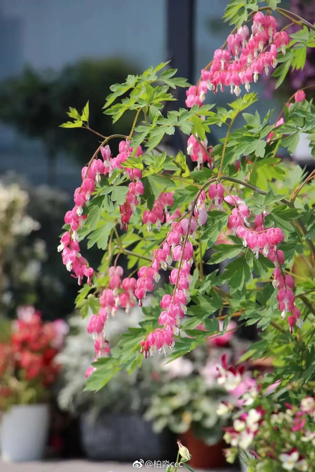 [物种新历]荷包满满的小红心，确定不进来双击点赞吗？-BB姬
