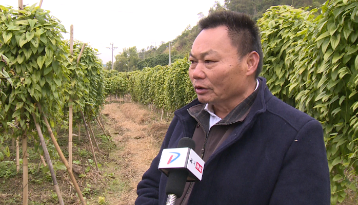 吃德庆紫淮山正当时德庆悦城镇罗洪村的紫淮山喜获丰收