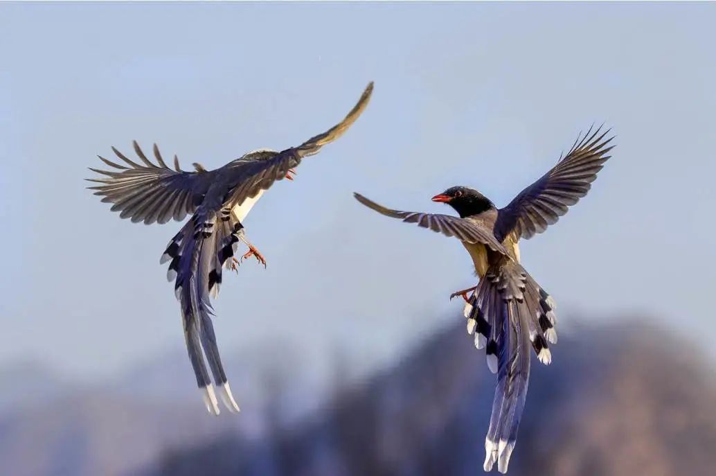 ta是传说中的神鸟信使长得也好看可实际上
