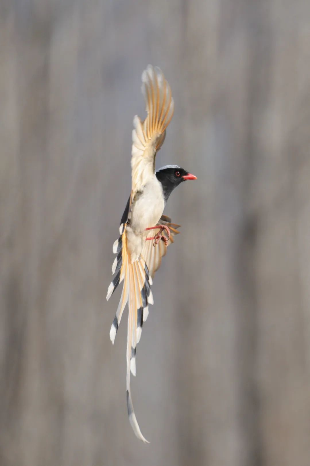 也和红嘴蓝鹊非常相似其中关于体型的描述"如乌大"三鸟,王母使也,出