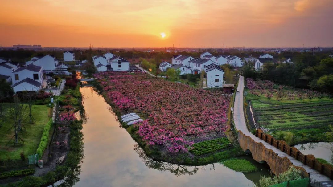 这五年奉贤乡村更繁荣了!回望"十三五"系列第三期