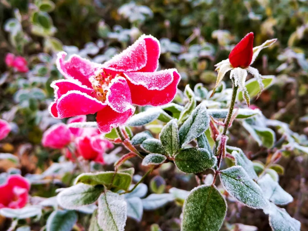 冬至来临看公园花草被霜冻包裹美到窒息