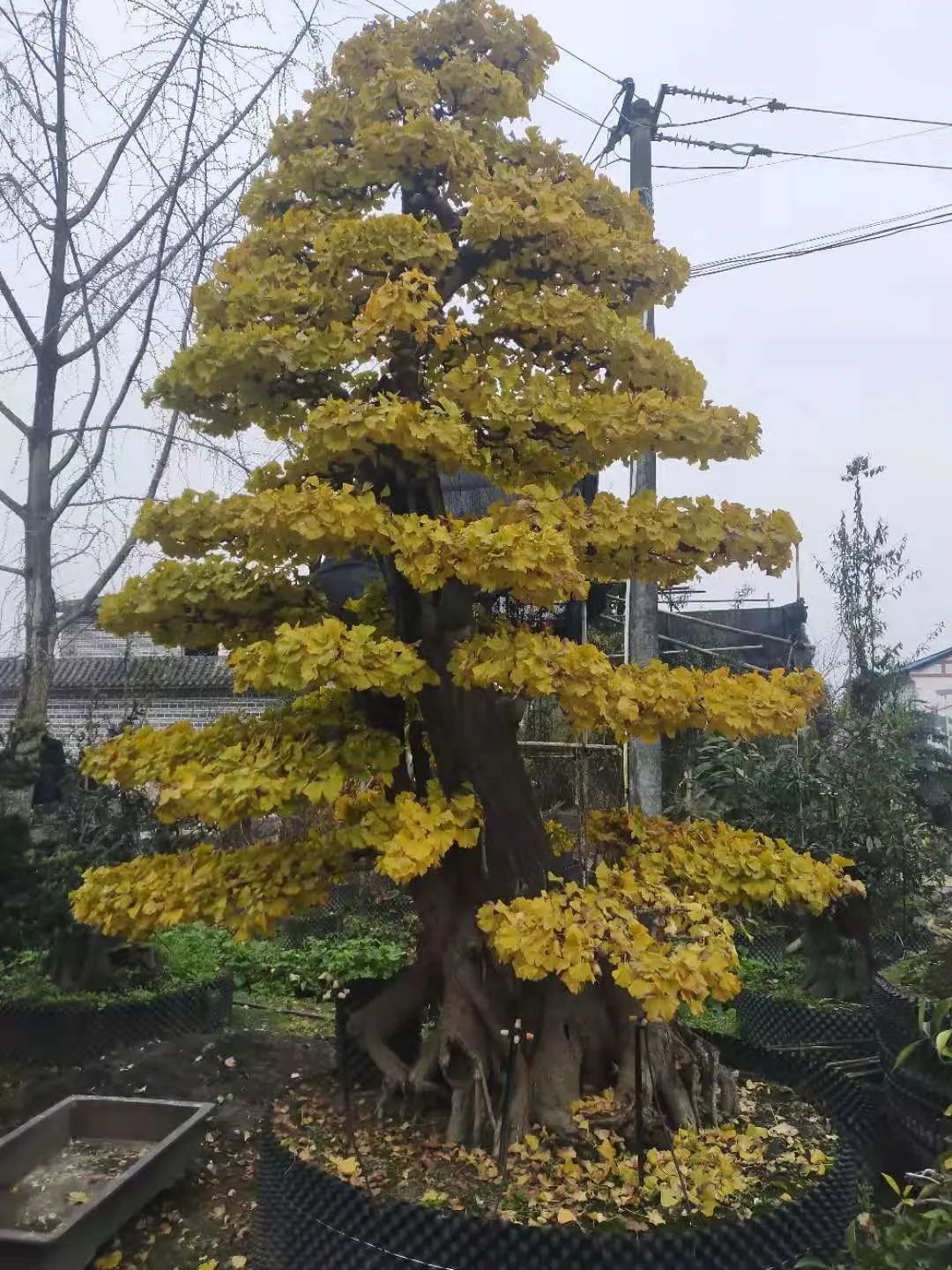 经过一番修剪整理银杏桩头呈现古朴典雅的模样胡世勋工作场景 图