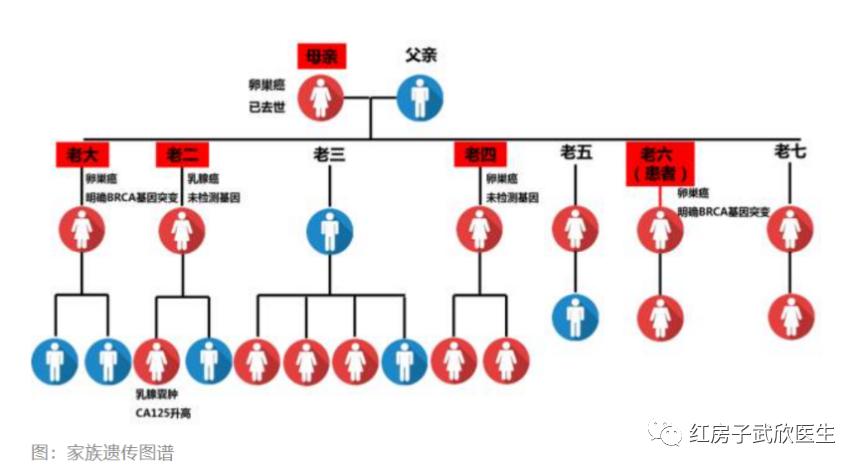 遗传图解标准图片