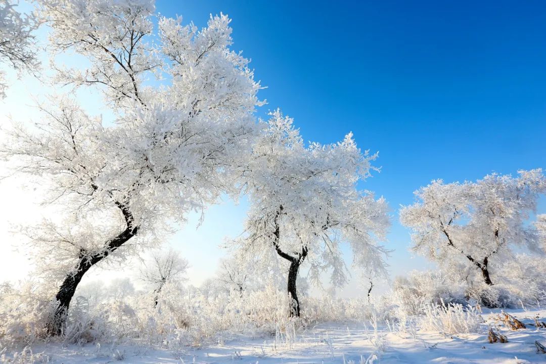 大庆下雪图片图片