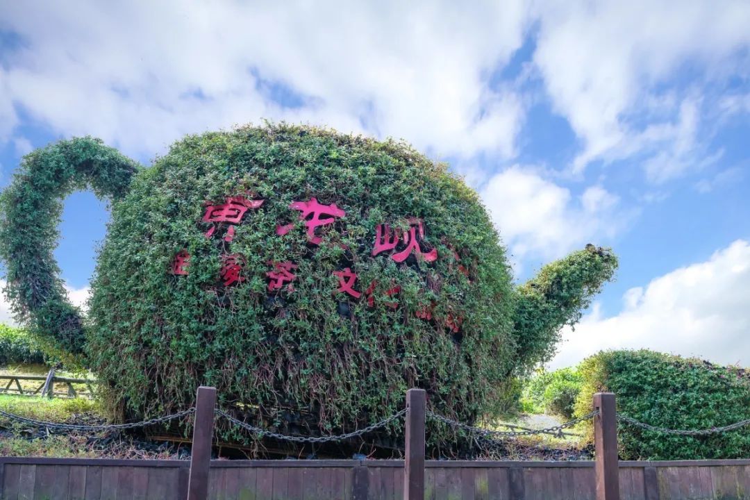 好茶出在好山上黃龍峴的茶樹吸收日月之精華飽嘗風霜雨雪的靈氣,紅砂