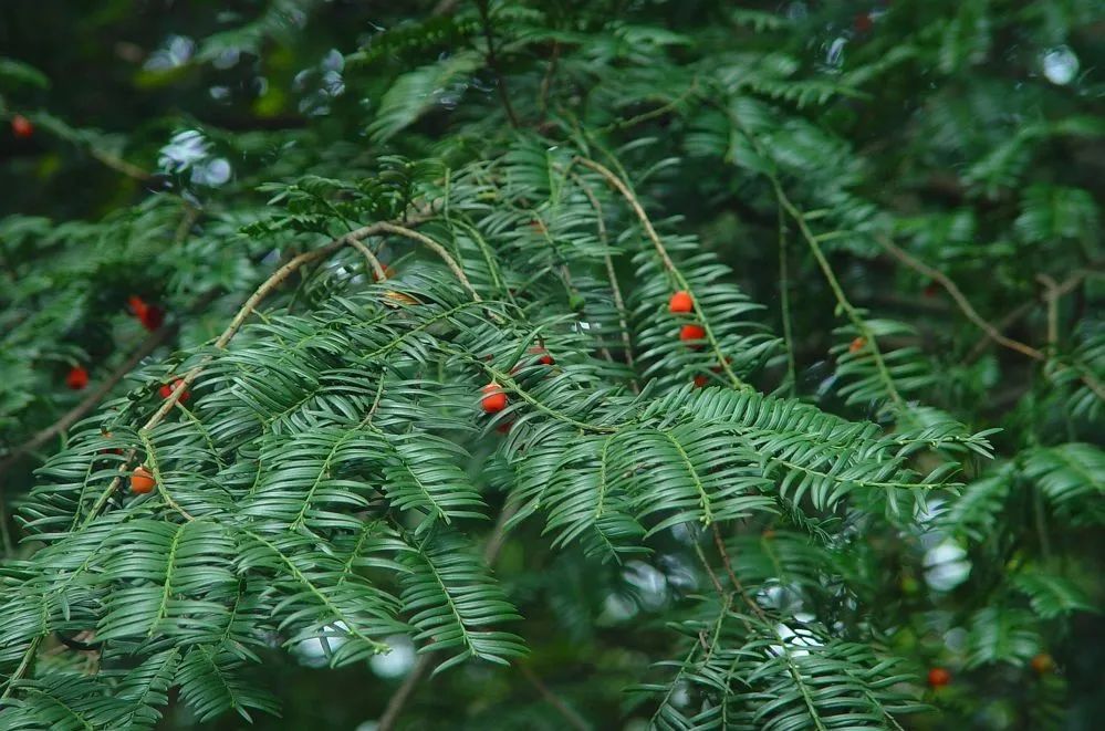 南方铁杉南方铁杉是渐危植物物种,属于乔木,高25