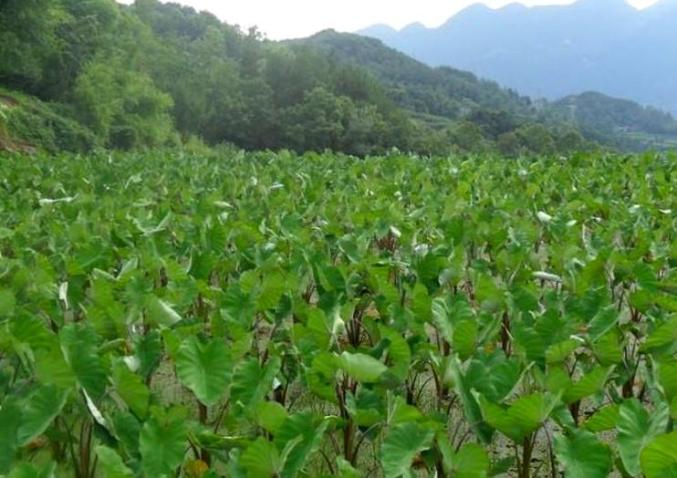 【建始印象】特色商品之三里芋荷梗